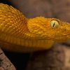 Reptile Atheris Squamigera Bush Viper paint by numbers