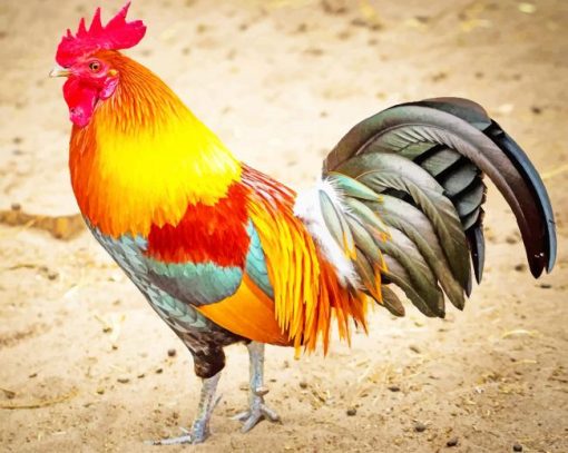 Rooster Paint By Numbers