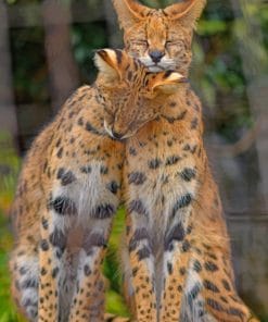 Savannah Cats paint by numbers
