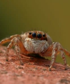 Spider With Four Black Eyes paint by numbers