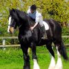 Stallion Black Horse paint by numbers