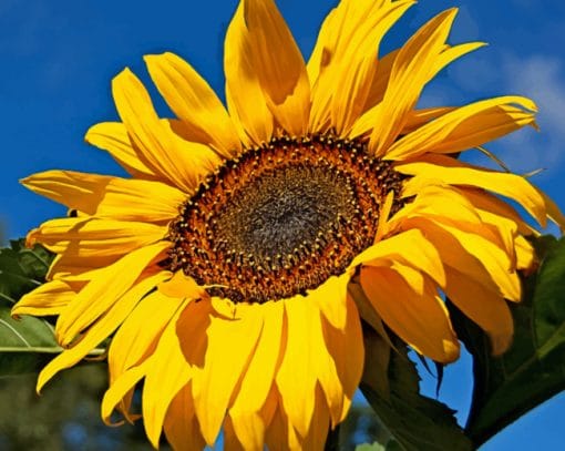 Yellow Sunflower In Sun paint by numbers