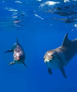 Two Dolphins In Ocean paint by numbers