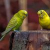 Two Yellow Budgerigars Budgie Birds paint by numbers