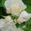 white Rosa 'KORbin' paint by numbers