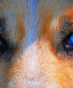 Wolf Blue Eyes paint by numbers