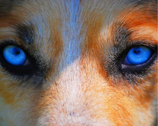 Wolf Blue Eyes paint by numbers