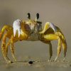 Yellow And Brown Crab Standing On Gray Sand Beach paint by numbers