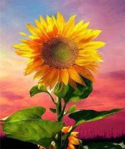 Sunflower on Sky Paint By Numbers