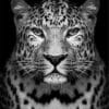 Black And White Leopard Paint by numbers