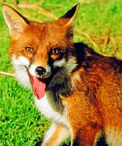 Australian Red Fox paint by numbers