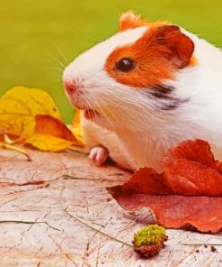 Autumn Guinea Pigs Paint By Numbers