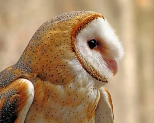 Barn Owl paint by numbers