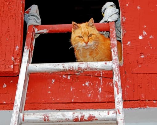 Cat With Ladder paint by numbers