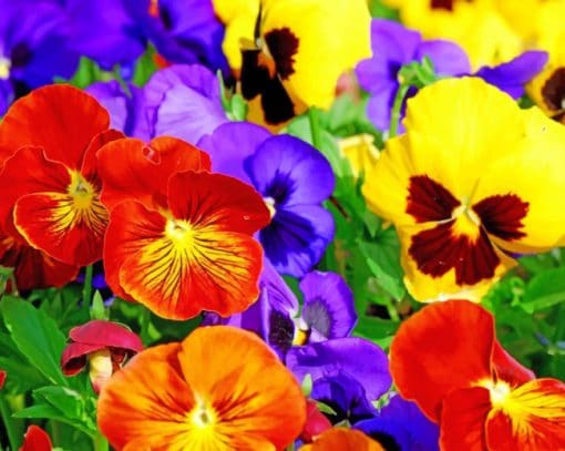 Colorful Pansies Paint By Numbers