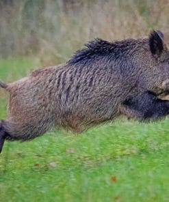 Common Wild Pig paint by numbers