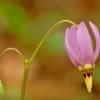 Dodecatheon Meadia Flower paint by numbers