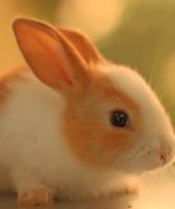 Small Domestic Rabbit paint by numbers