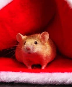 Hamster In Santa Claus Beanie paint by numbers