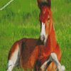 Horse Stallion In Grass diamond paintings
