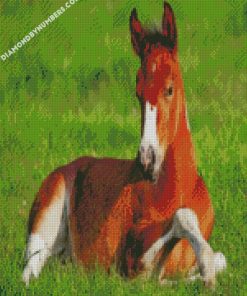 Horse Stallion In Grass diamond paintings