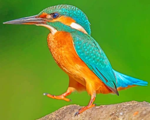 Kingfisher Standing On Rock paint by numbers