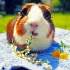 Lone Guinea Pig Paint By Numbers