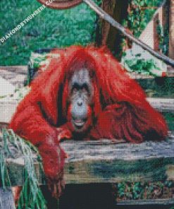 Lone Orangutan Monkey diamond painting
