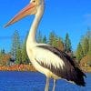 Lone Pelican Paint By Numbers