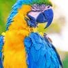 Macaw Parrot paint by numbers