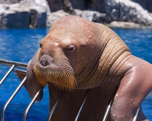 Old Walrus In Zoo paint by numbers