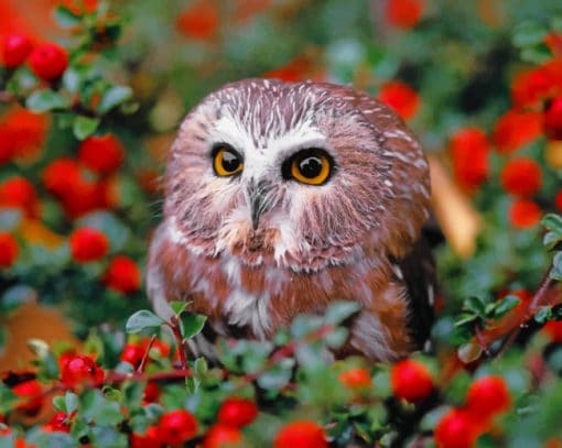 Owl In Garden paint by numbers