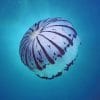 Purple Striped Jellyfish Southern California paint by numbers