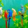 Rainbow Parrots Paint By Numbers