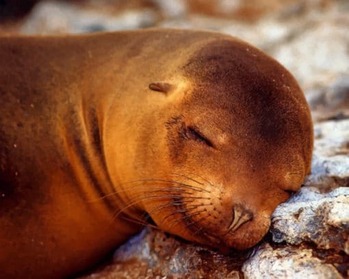 Sleepy Seal Animal paint by numbers