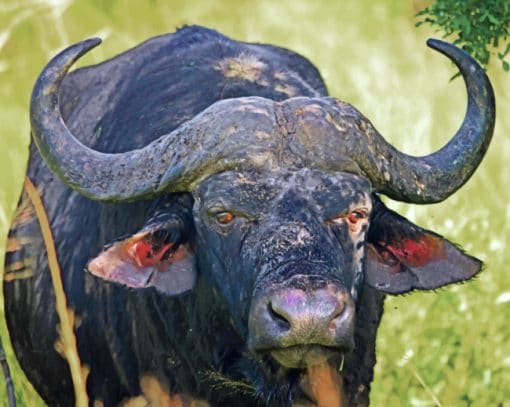South African Banteng paint by numbers
