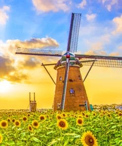 Sunflowers And The Windmill Paint By Numbers