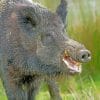 Wild Boar Pig paint by numbers
