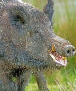 Wild Boar Pig paint by numbers