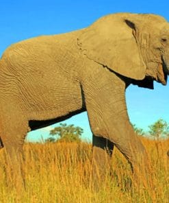 Giant African Elephant paint by numbers
