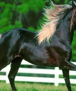 Black Horse Running paint by numbers