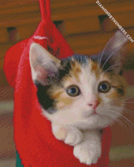 cute cats in christmas socks diamond paintings