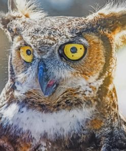 Owl With Yellow Eyes paint by numbers