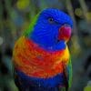 Blue And Orange Parrot paint by numbers
