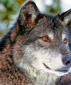 Grey Wolf With Red Eyes paint by numbers