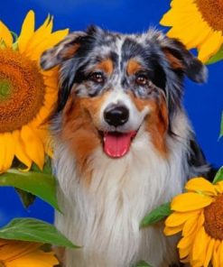Border-Collie-Dog-paint-by-number-510x407