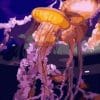 Colorful Jellyfish in The Sea paint by numbers