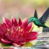 Broad Billed Hummingbird paint by numbers