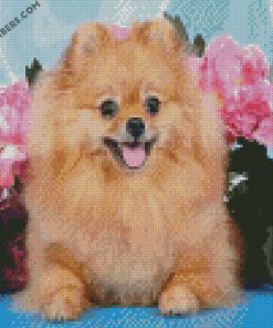 Brown Dog Pomeranian diamond paintings