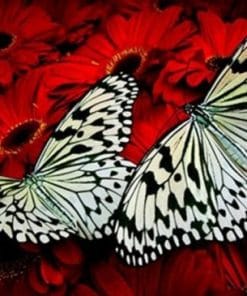 Butterflies on Red Flowers paint by numbers